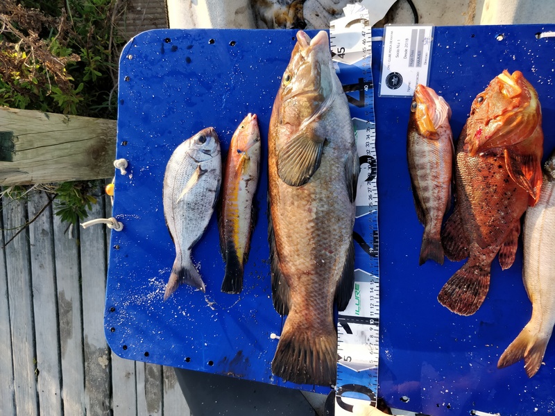 Fish Measure Picture