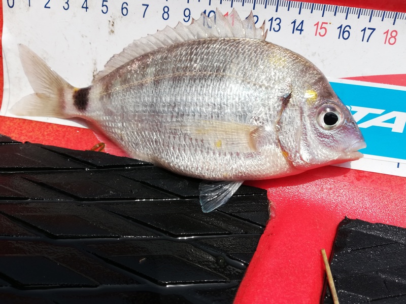 Fish Profile Picture
