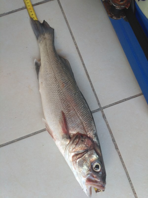 Fish Measure Picture