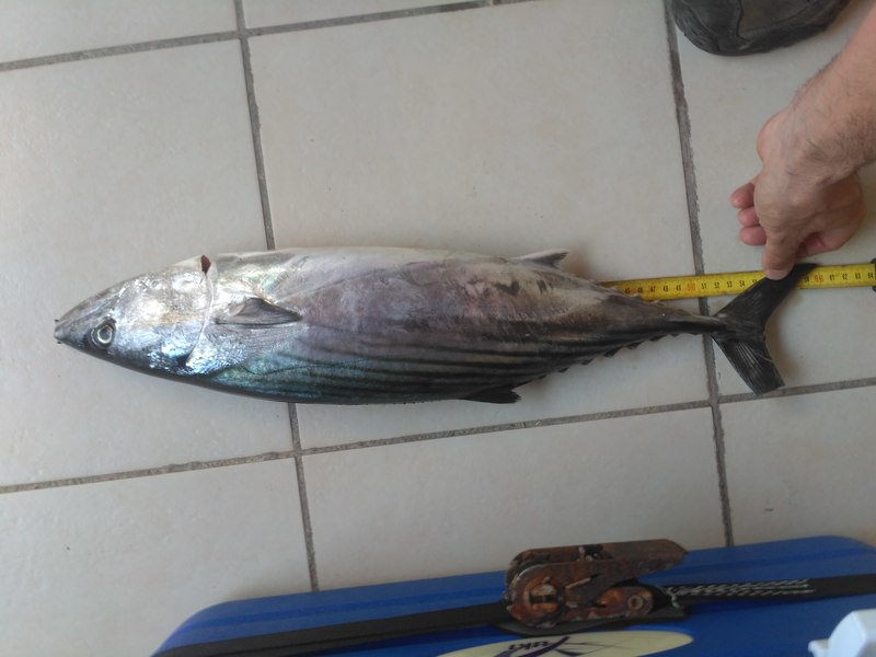 Fish Measure Picture