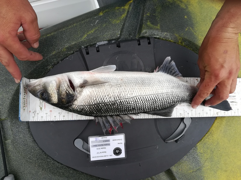 Fish Measure Picture