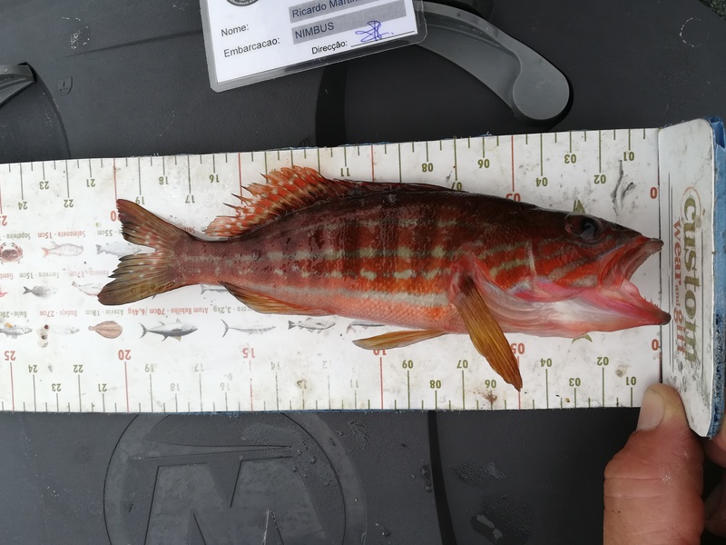 Fish Measure Picture