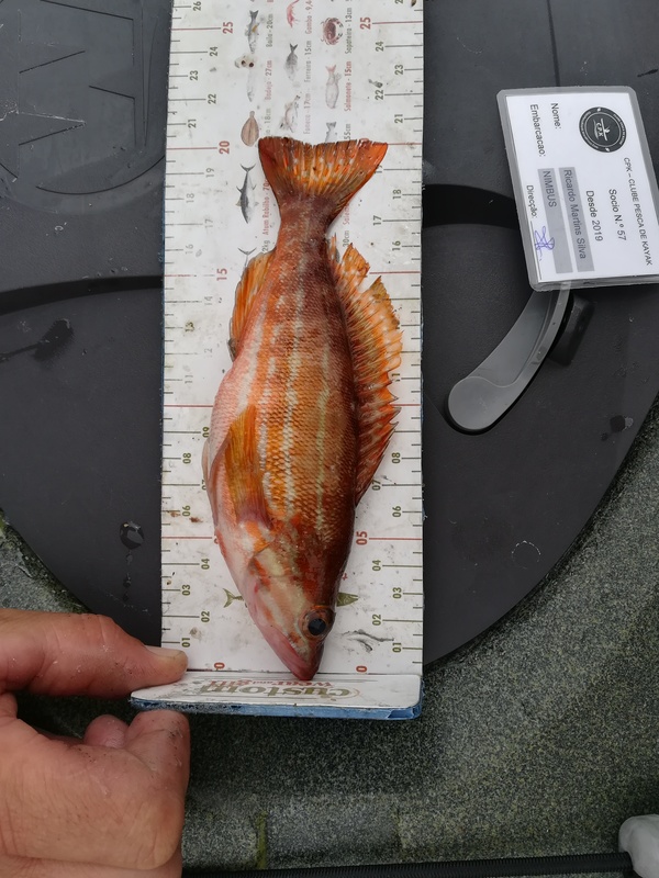 Fish Measure Picture