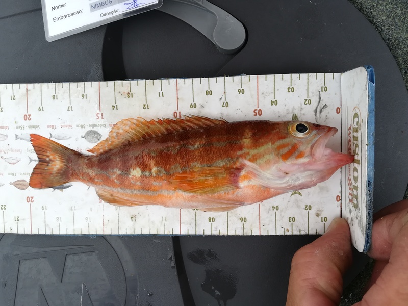 Fish Measure Picture