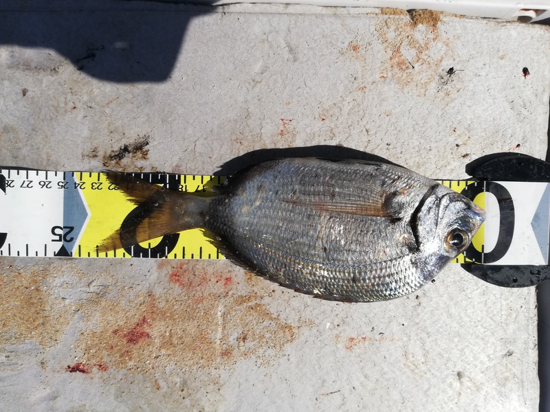 Fish Measure Picture