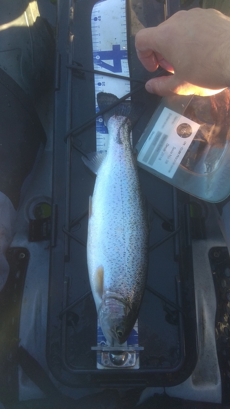 Fish Measure Picture