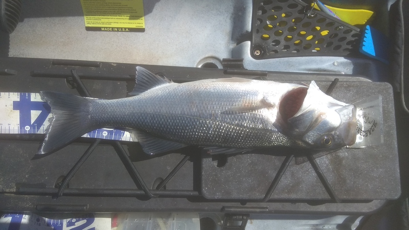 Fish Measure Picture
