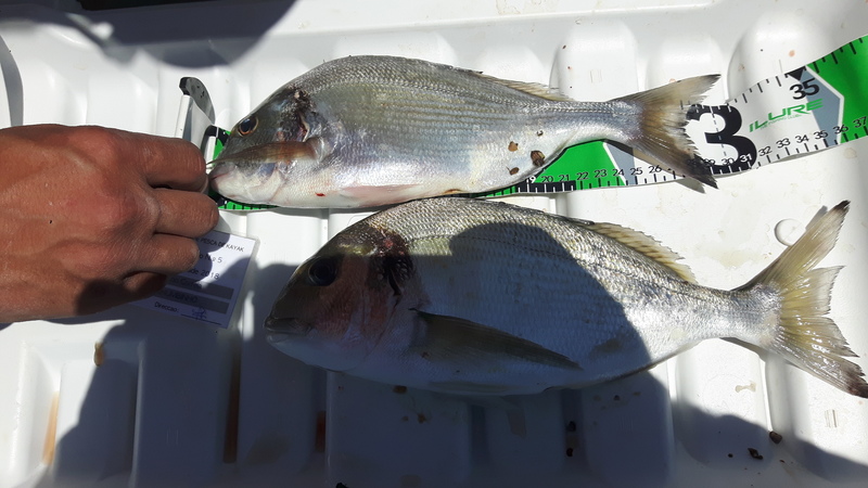 Fish Measure Picture