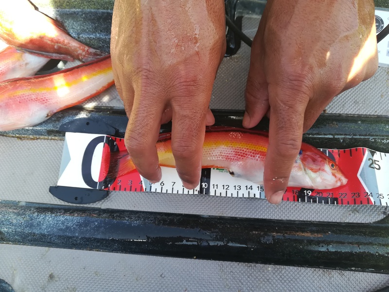 Fish Measure Picture