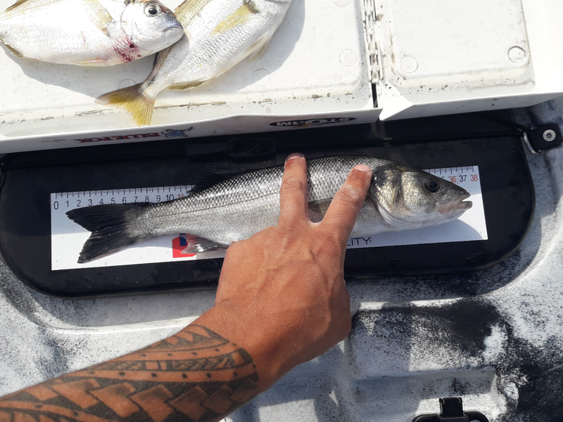 Fish Measure Picture