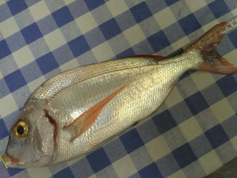 Fish Measure Picture