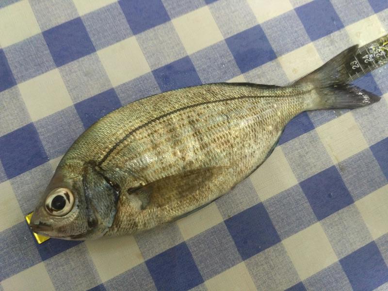Fish Measure Picture
