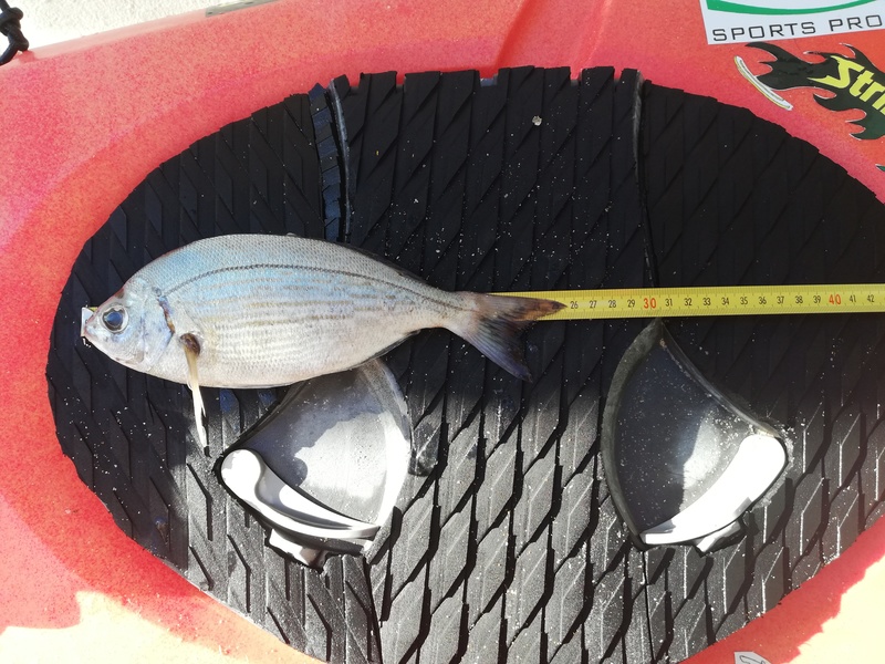 Fish Measure Picture