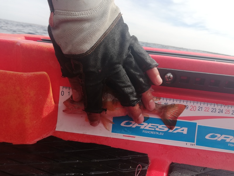 Fish Measure Picture