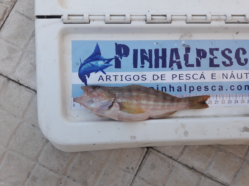 Fish Measure Picture