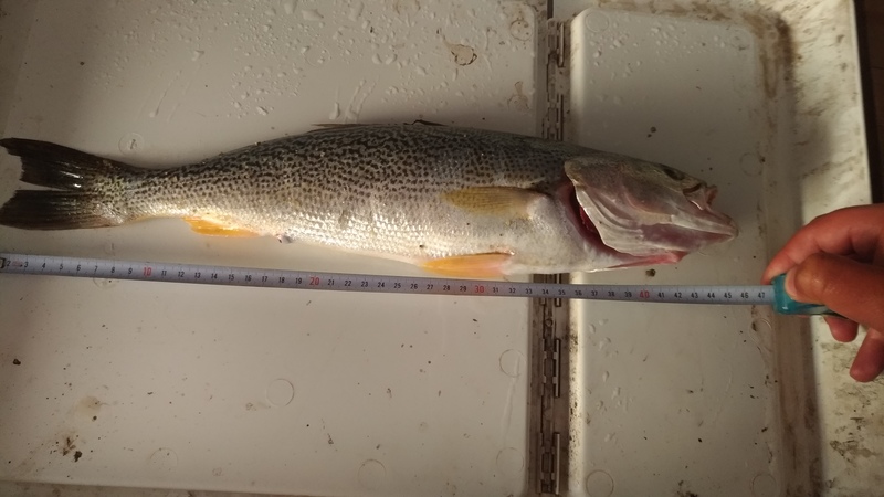 Fish Measure Picture