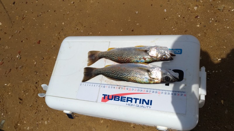 Fish Measure Picture