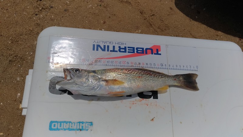 Fish Measure Picture