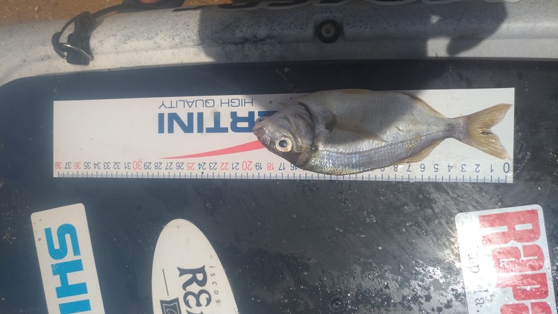 Fish Measure Picture
