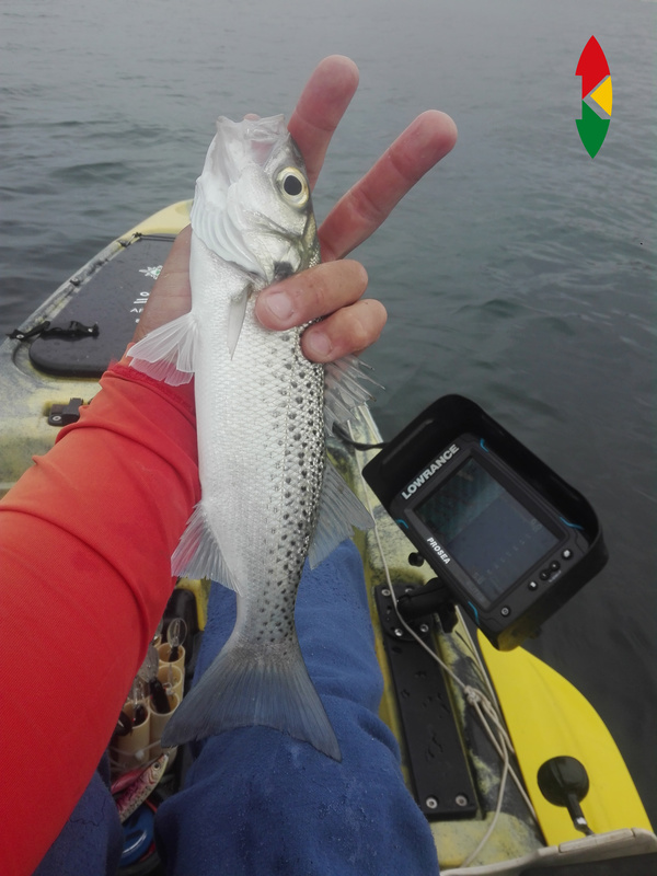 Fish Profile Picture