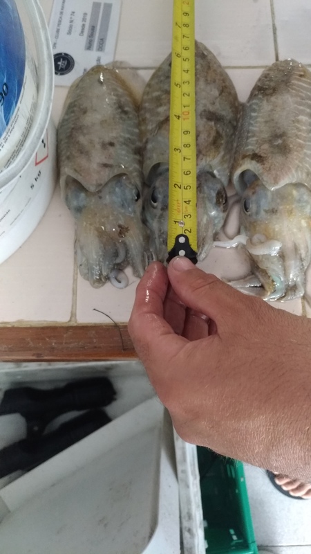 Fish Measure Picture