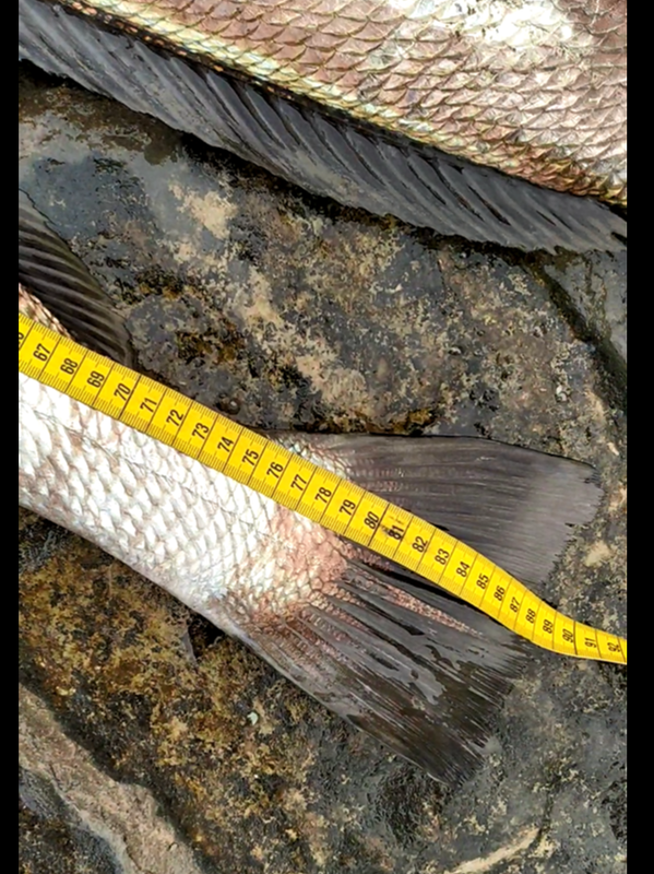 Fish Measure Picture