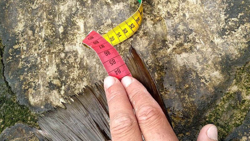 Fish Measure Picture