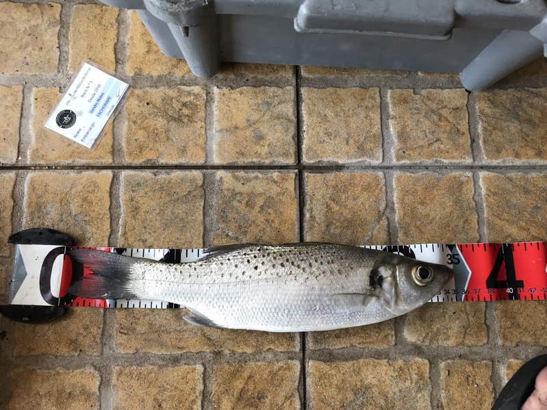 Fish Measure Picture