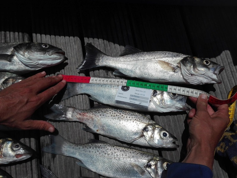 Fish Measure Picture