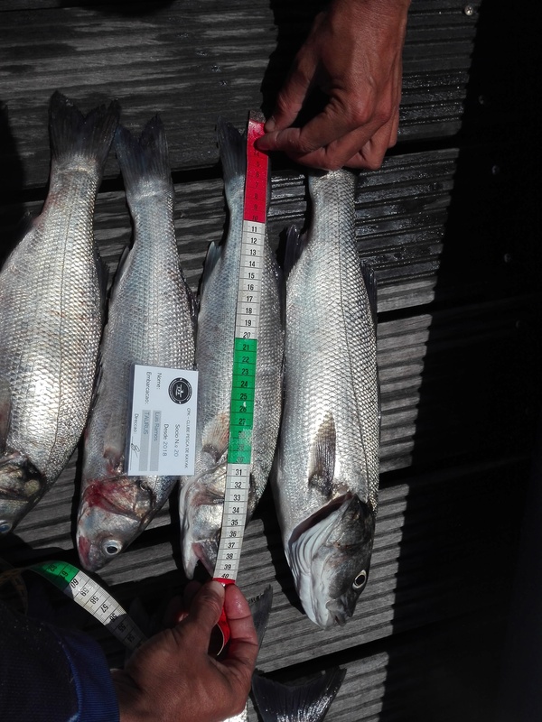 Fish Measure Picture