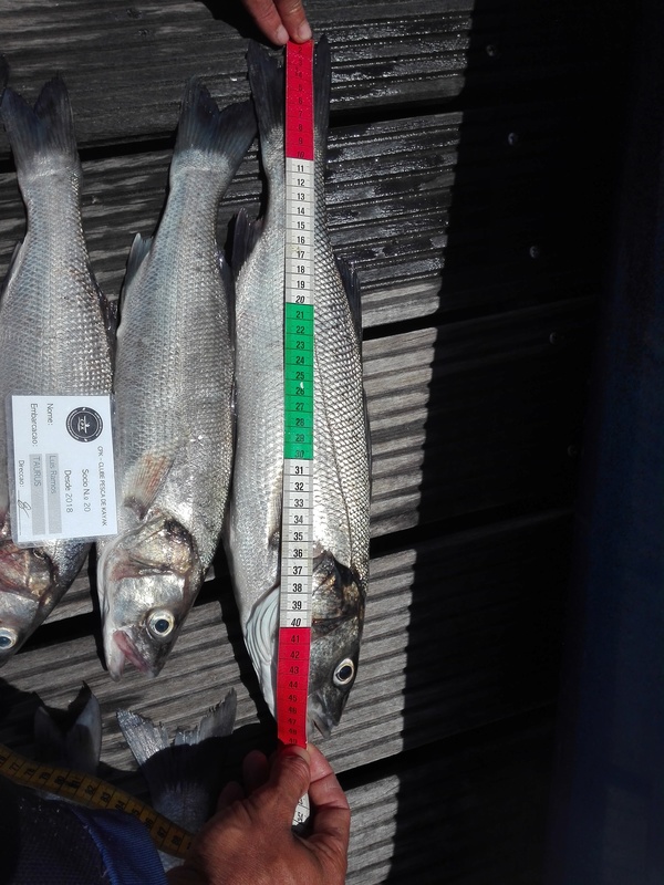 Fish Measure Picture