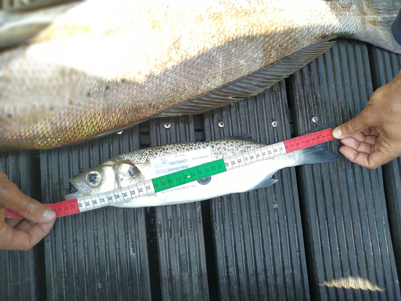Fish Measure Picture