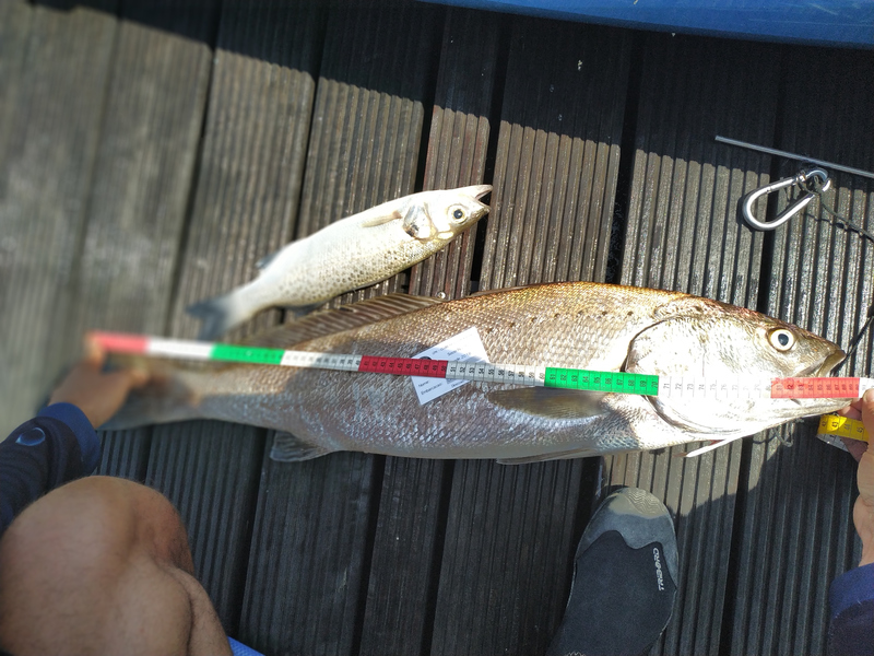 Fish Measure Picture