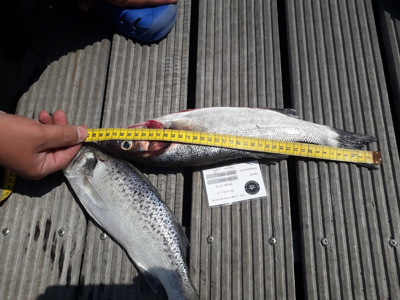Fish Measure Picture
