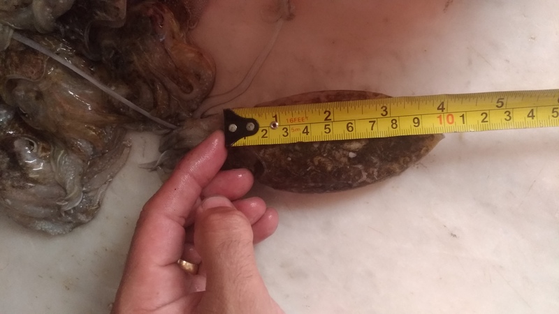 Fish Measure Picture