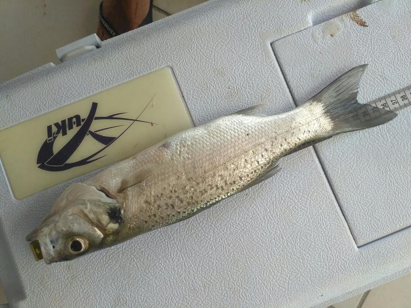Fish Measure Picture