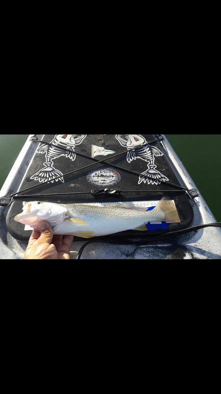 Fish Profile Picture