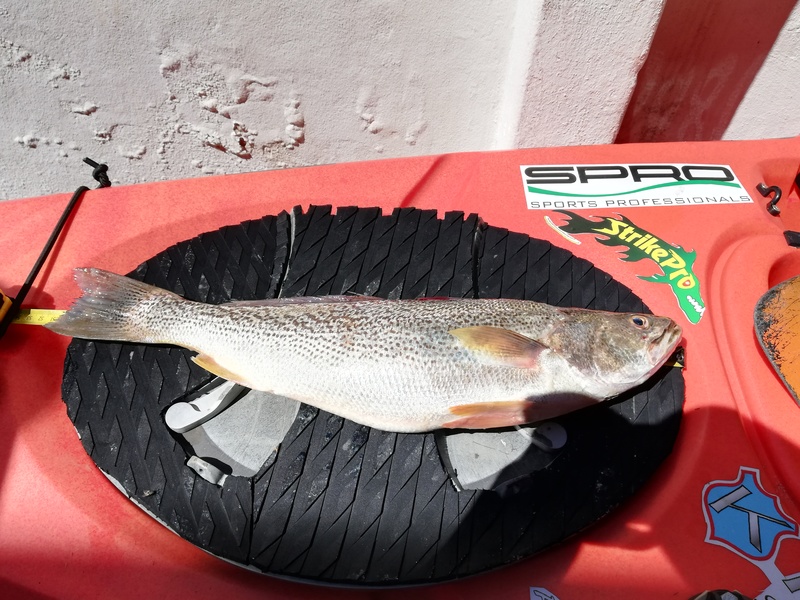 Fish Measure Picture