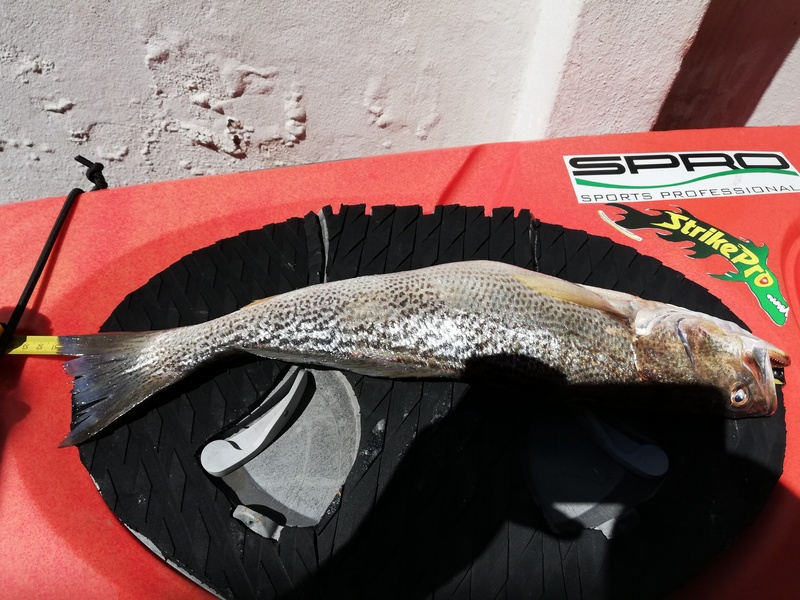 Fish Measure Picture