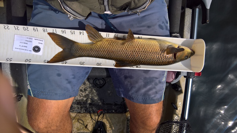 Fish Measure Picture