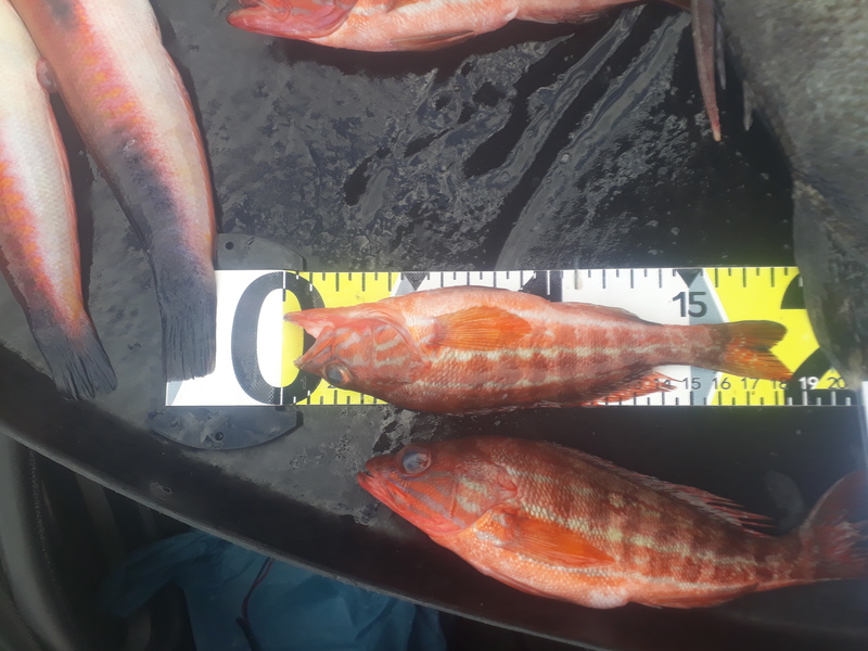 Fish Measure Picture