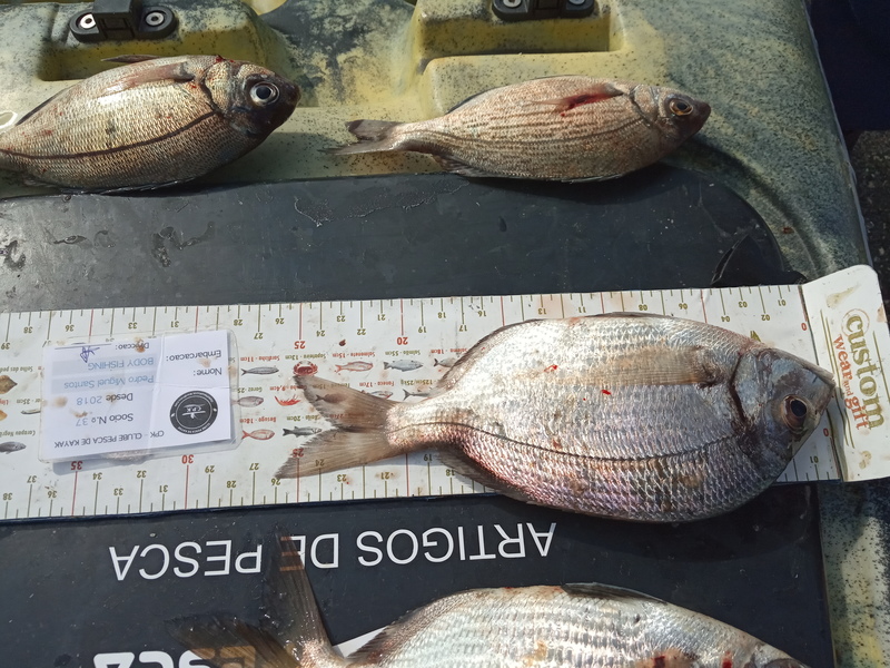 Fish Measure Picture