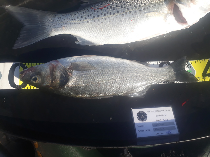 Fish Measure Picture