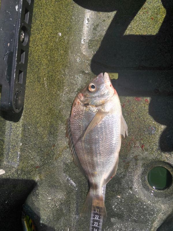 Fish Measure Picture