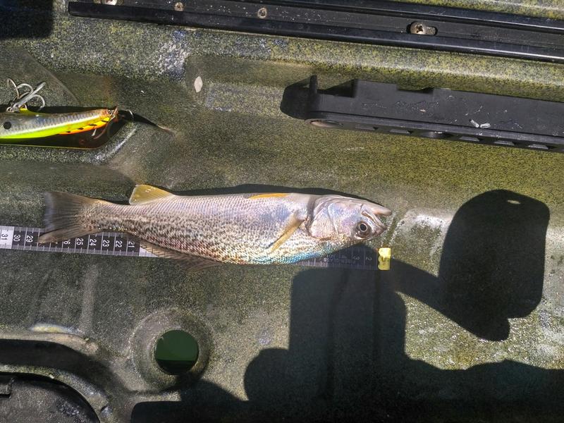 Fish Profile Picture