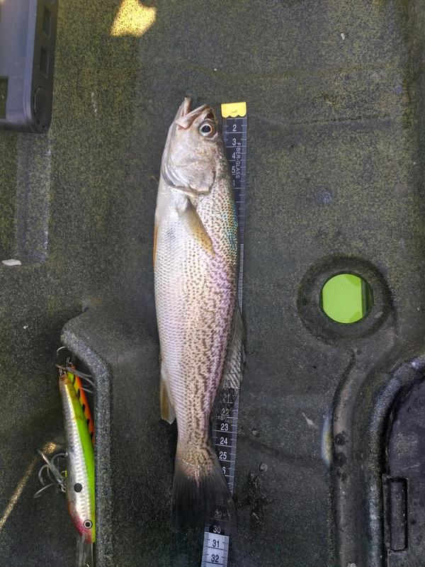 Fish Measure Picture