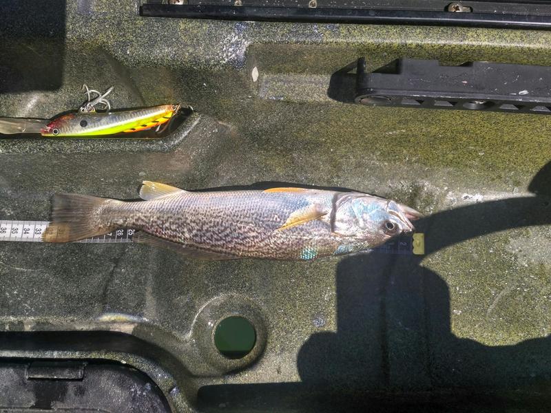 Fish Profile Picture