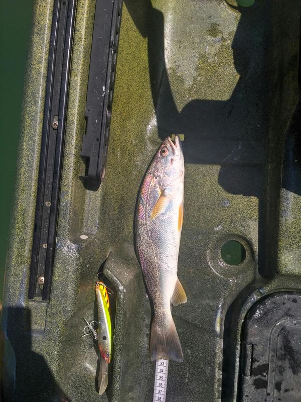 Fish Measure Picture