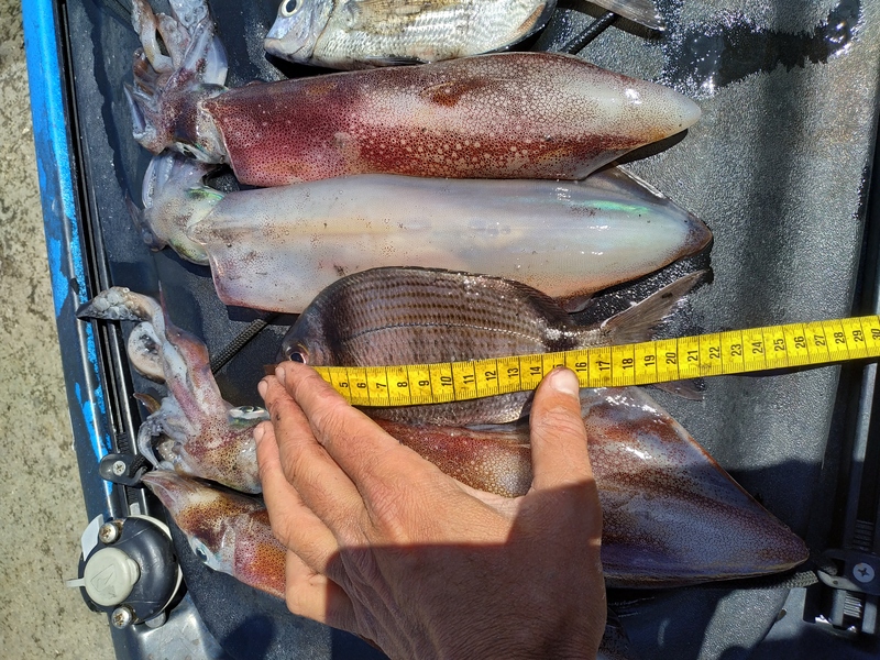 Fish Measure Picture