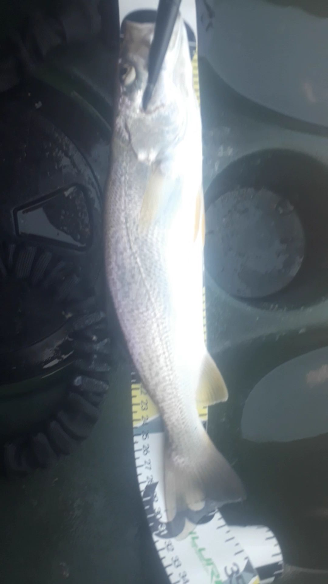 Fish Measure Picture